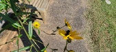 Enlarge photo 197