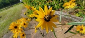 Enlarge photo 203