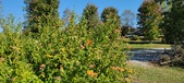 Enlarge photo 210