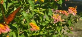 Enlarge photo 209