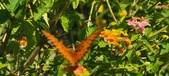 Enlarge photo 215