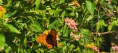 Enlarge photo 214