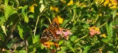 Enlarge photo 213