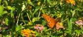 Enlarge photo 212