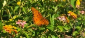 Enlarge photo 219