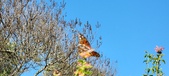 Enlarge photo 223