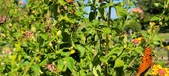 Enlarge photo 221