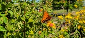 Enlarge photo 220