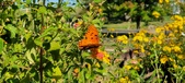 Enlarge photo 227