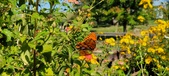 Enlarge photo 226