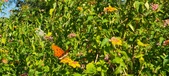 Enlarge photo 225