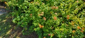 Enlarge photo 231
