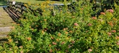 Enlarge photo 228