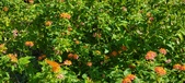 Enlarge photo 235