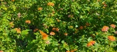 Enlarge photo 234