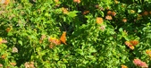 Enlarge photo 233