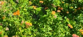 Enlarge photo 232