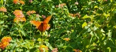 Enlarge photo 239