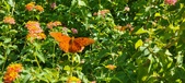 Enlarge photo 238