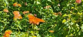 Enlarge photo 237