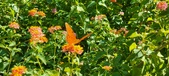 Enlarge photo 236
