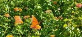 Enlarge photo 242