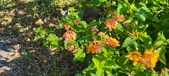Enlarge photo 241