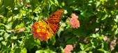 Enlarge photo 240