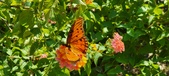 Enlarge photo 243
