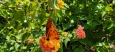 Enlarge photo 247