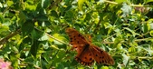 Enlarge photo 246