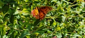 Enlarge photo 245