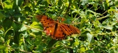 Enlarge photo 244