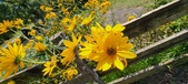 Enlarge photo 252