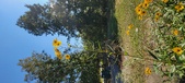 Enlarge photo 250