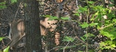 Enlarge photo 279