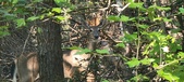 Enlarge photo 278
