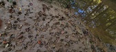Enlarge photo 290