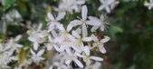 Enlarge photo 115