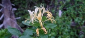 Enlarge photo 106