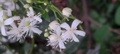 Enlarge photo 97