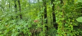Enlarge photo 170