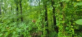 Enlarge photo 168