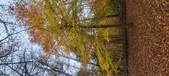Enlarge photo 137
