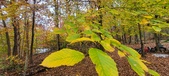 Enlarge photo 125
