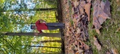Enlarge photo 342