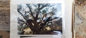 Enlarge photo 279