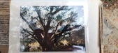 Enlarge photo 278