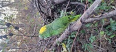 Enlarge photo 240