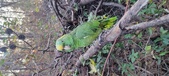 Enlarge photo 239